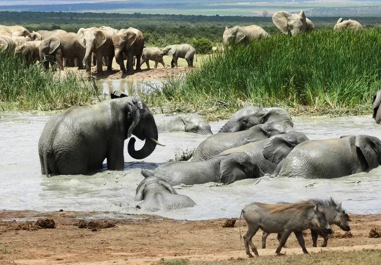 addo elephant budget safaris package