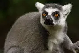 Introduction to Madagascar Safaris
