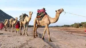 Laikipia Plateau Camel Safaris