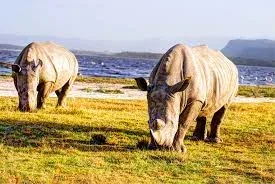 Lake Nakuru National Park Rhinoceros Conervation Safaris
