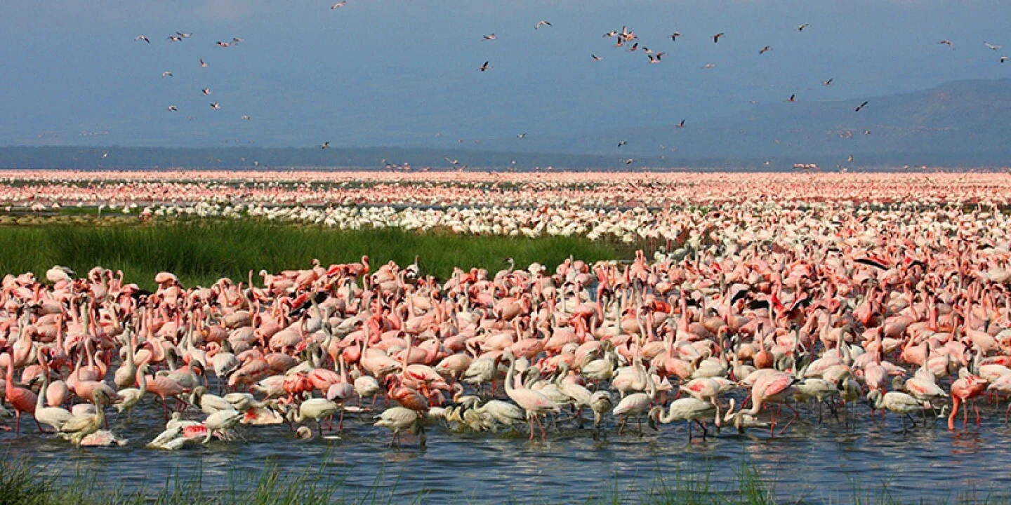 Lake Nakuru National Park Safari Birdwatching