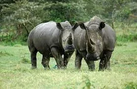 Lake Nakuru National Park Safari Rhinoceros Sanctuary