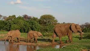 Limpopo National Park Custom Safari