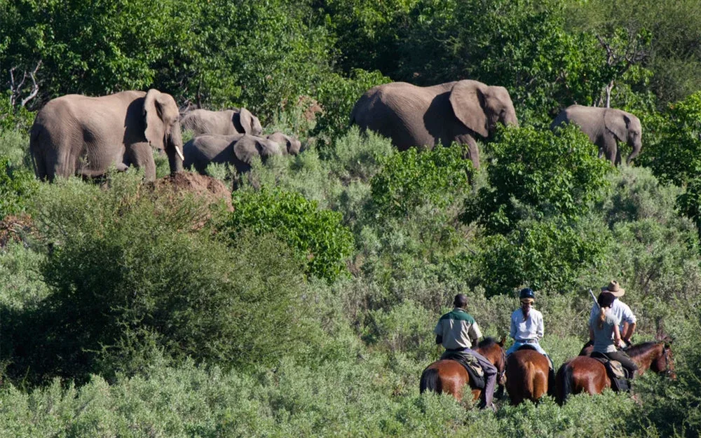 Limpopo National Park Horseback Safari