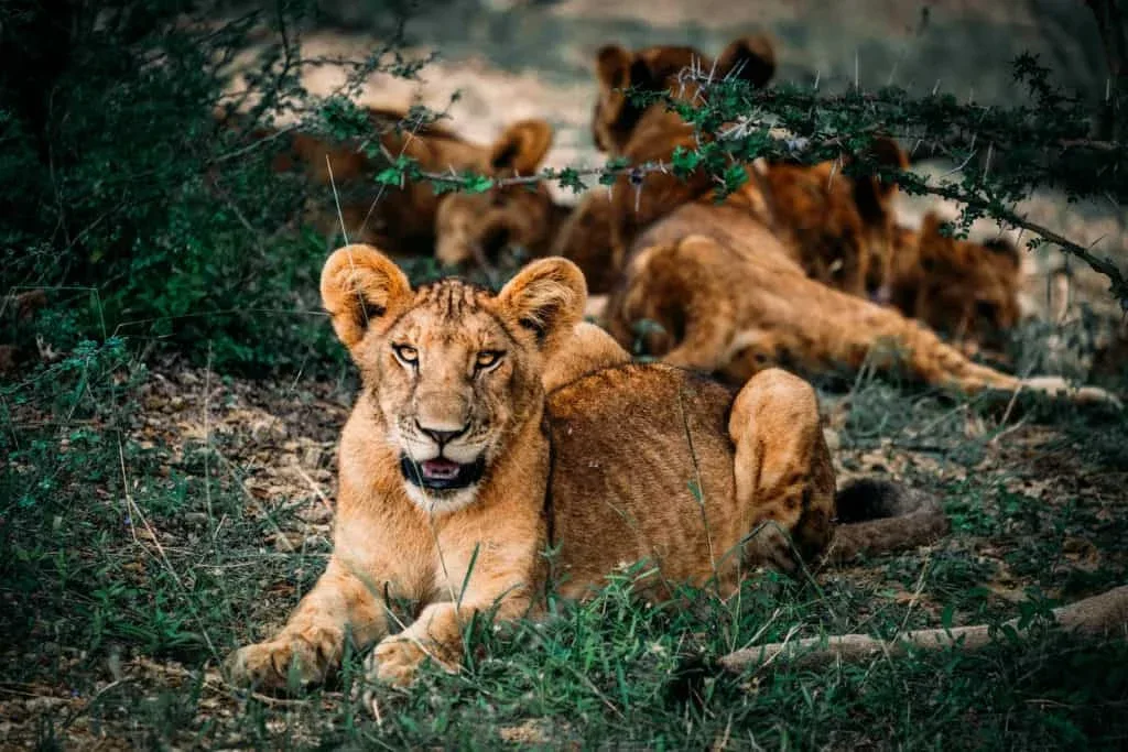 Limpopo National Park Multi-Day Safari