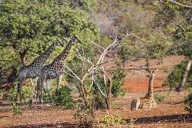 Limpopo National Park Photographic Safari