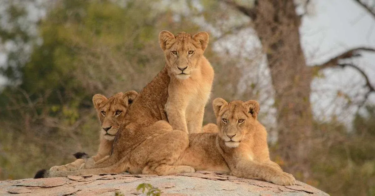 Limpopo National Park Safari Relaxation
