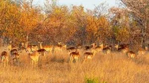 Limpopo National Park Safaris Guided Game Drives