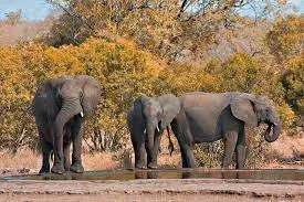 Limpopo National Park Spealist Safari