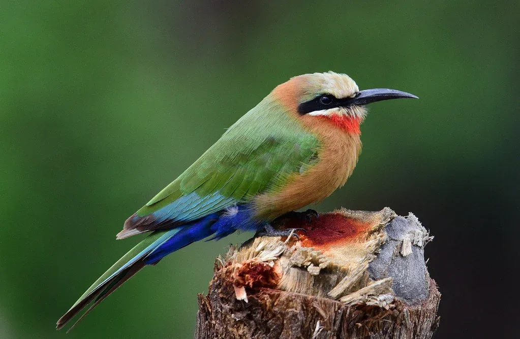 Linyanti Concession Birdwatching Safari