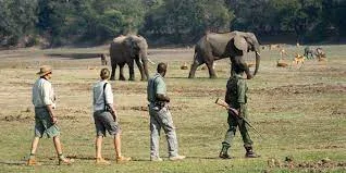 Linyanti Concession Walking Safaris