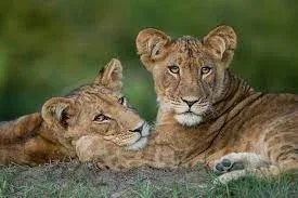 Lion Sands Private Game Reserve Conservation Safaris