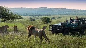Lion Sands Private Game Reserve Photographic Safaris