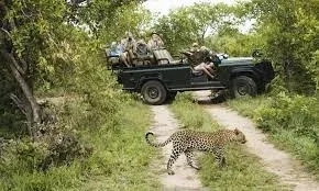 Lion Sands Private Game Reserve Safaris Game Drives