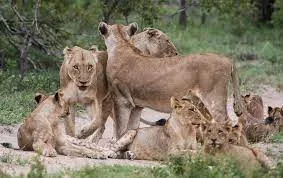 Lion Sands Private Game Reserve Walking Safari