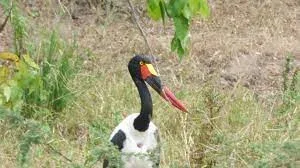 Liwonde National Safaris Birdwatching