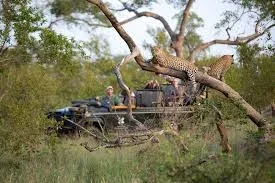 Londolozi Private Game Reserve Bush Walk and Tracking Safari