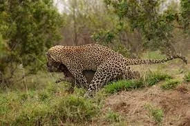Londolozi Private Game Reserve Day Safaris