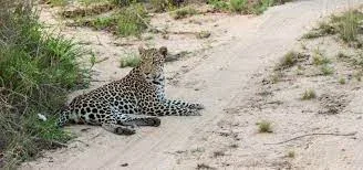 Londolozi Private Game Reserve Leopard Tracking Safari
