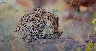 Londolozi Private Game Reserve Leopard Tracking Safaris
