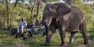 Londolozi Private Game Reserve Safaris Game Drives