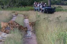 Londolozi Private Game Reserve Walking Safaris