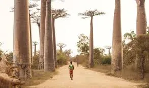 Madagascar Baobab Alley and Avenue Safaris
