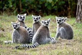 Madagascar Lemur Safaris