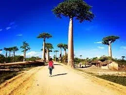 Madagascar Safaris Explore Avenue of the Baobabs