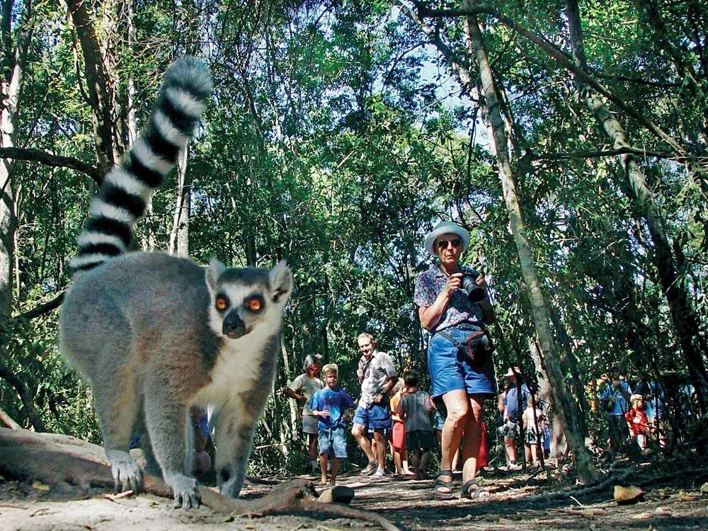 Madagascar Safaris Lemur Watching