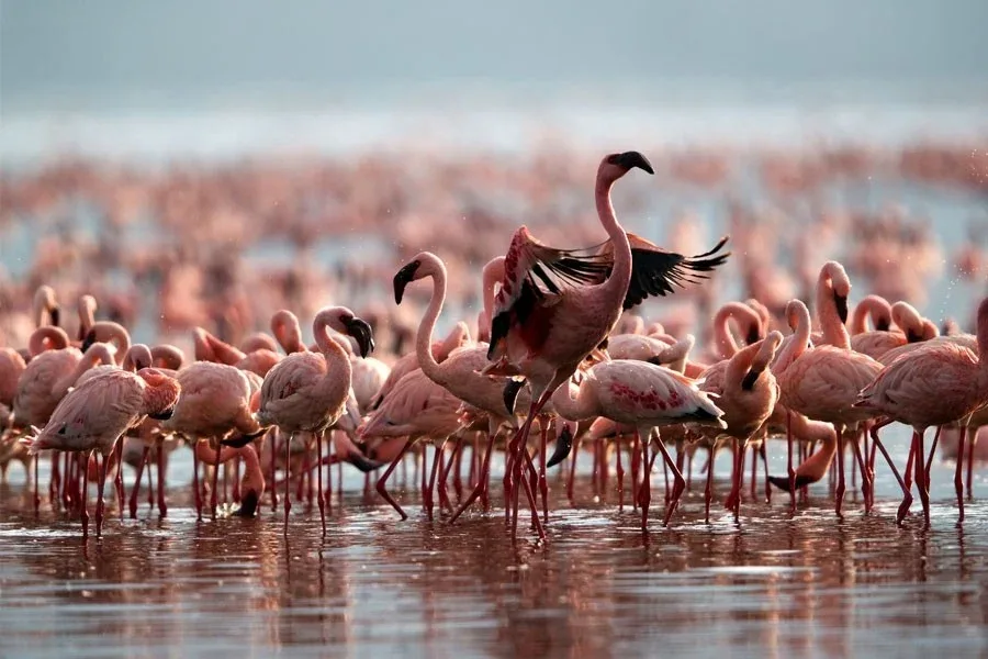 Birding in Lake Nakuru National Parkss