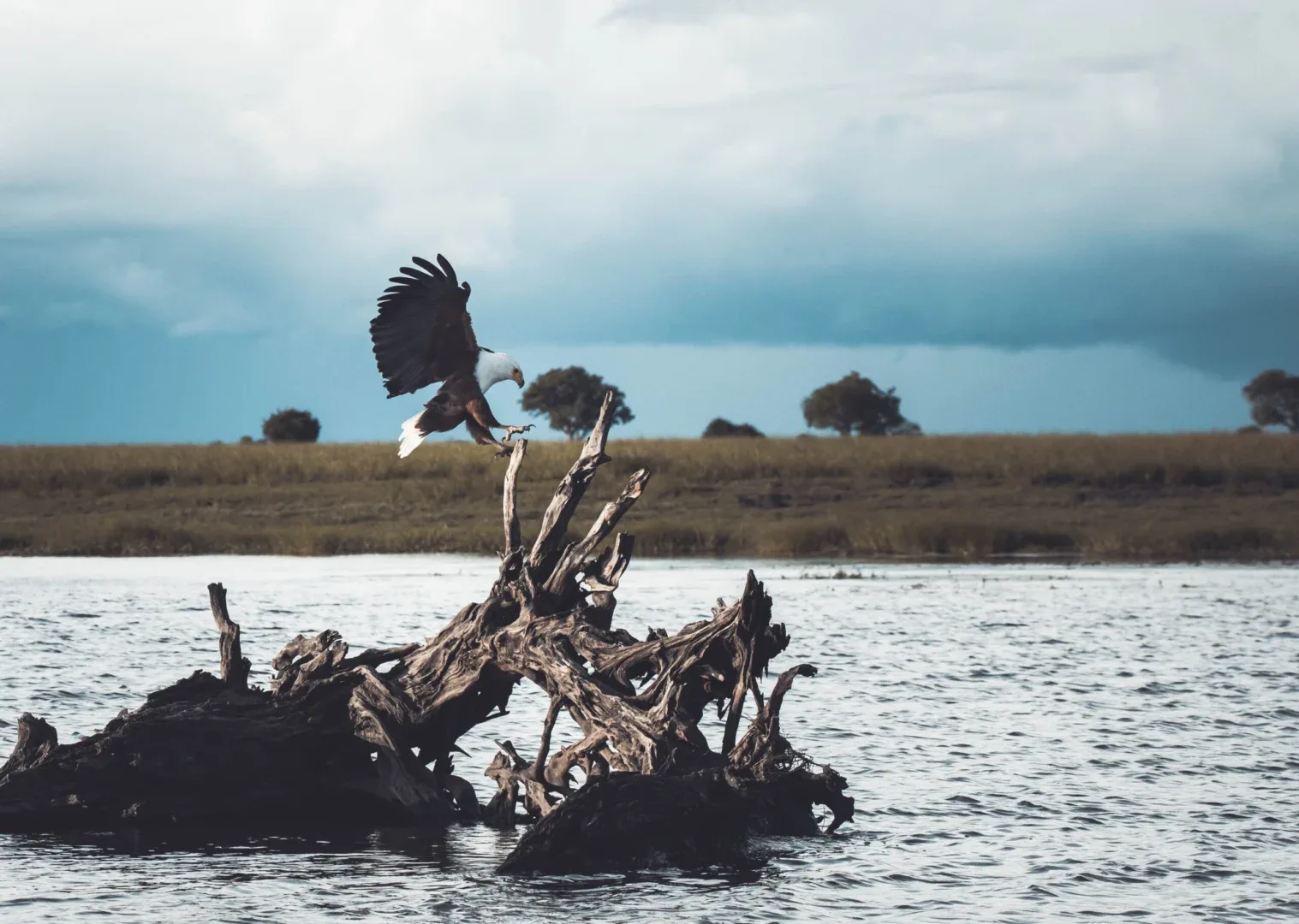 Chobe River Birding Tours scaled 1