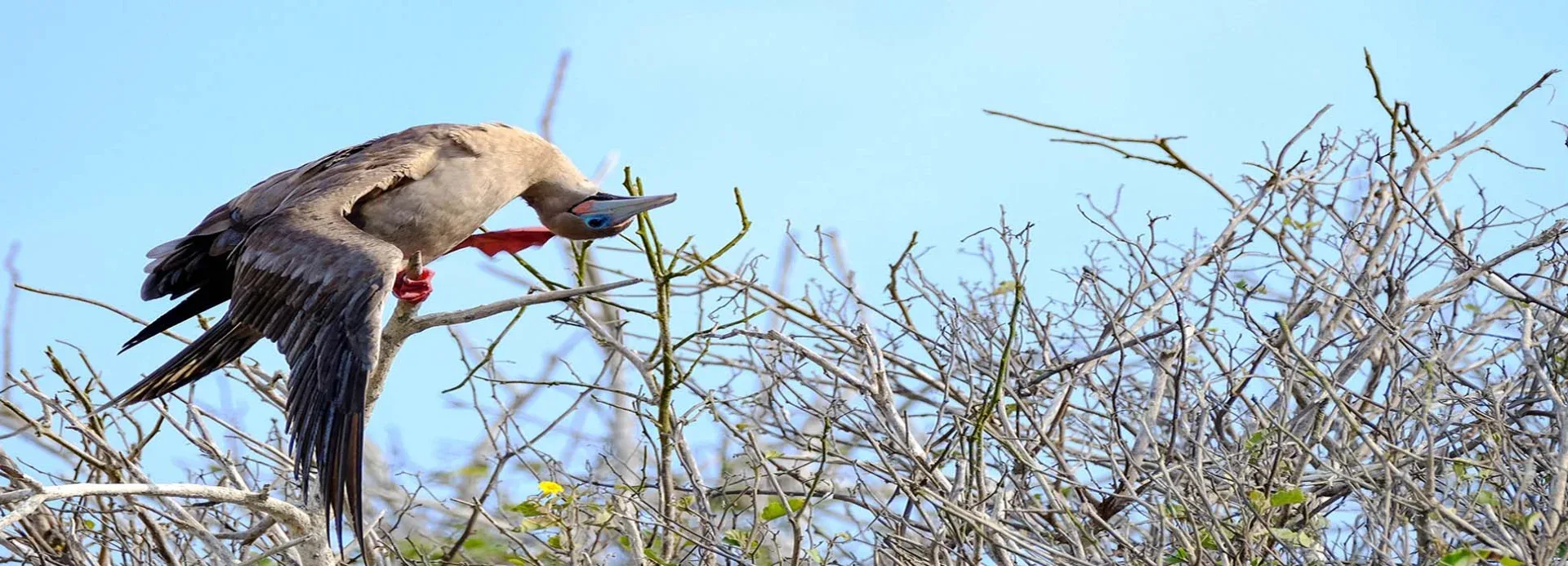 Ecuador Birdwatching tours
