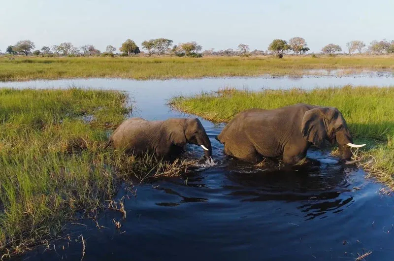 Elephant herd aerial Botswana safari in delta wading 1