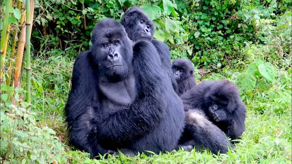 Gorilla Trekking in the Virunga Mountains