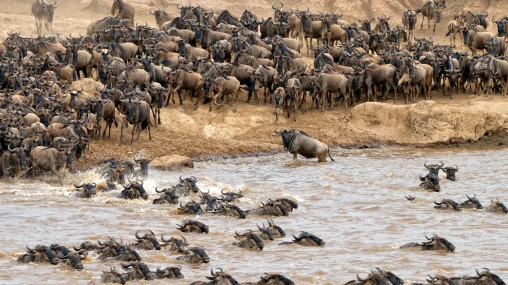 Masai Mara vs Serengeti Exodus safaris