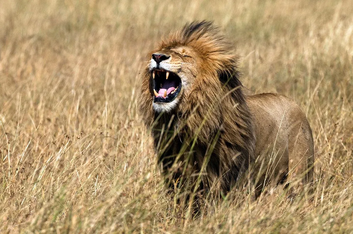 male lion roar