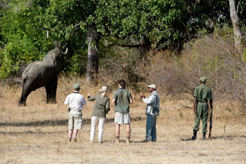 walking safari with elephant