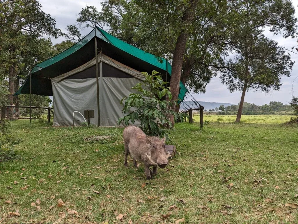 warthog and tent 1024x771 1
