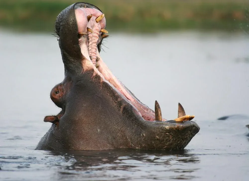 wide hippo mouth