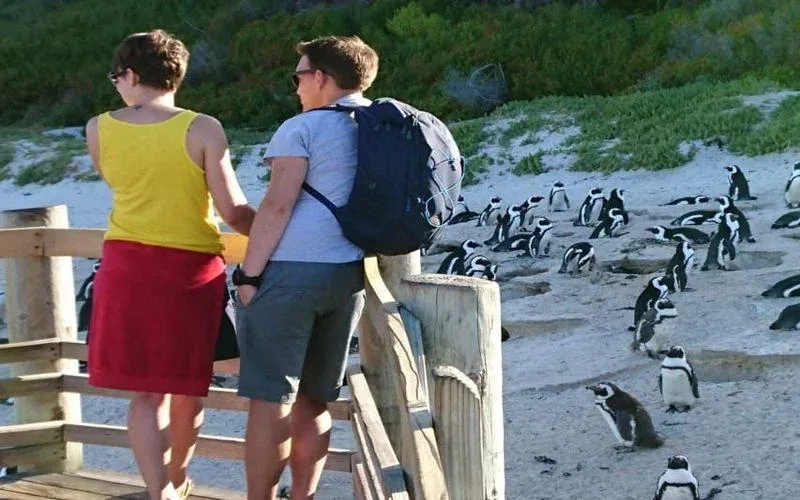 Cape Town Holidays Penguin Watching Safaris