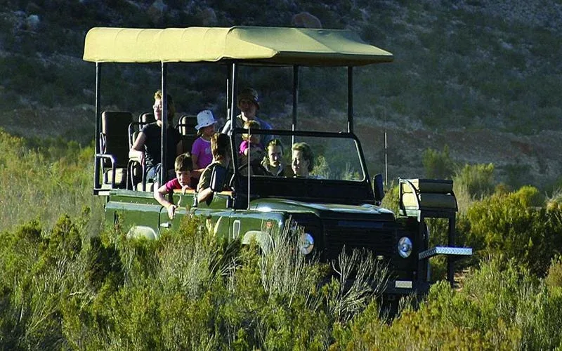 Cape Town Holidays Private Game Drives