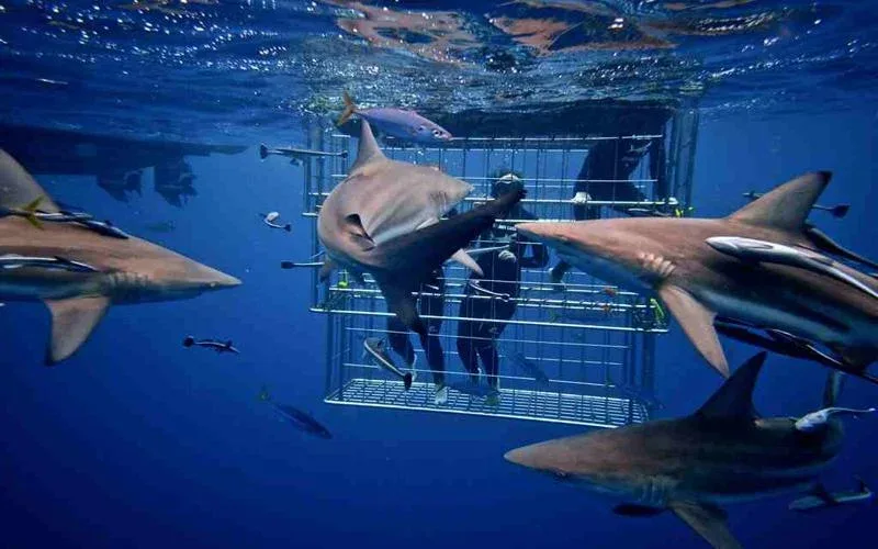 Cape Town Holidays Shark Cage Diving Safaris 1