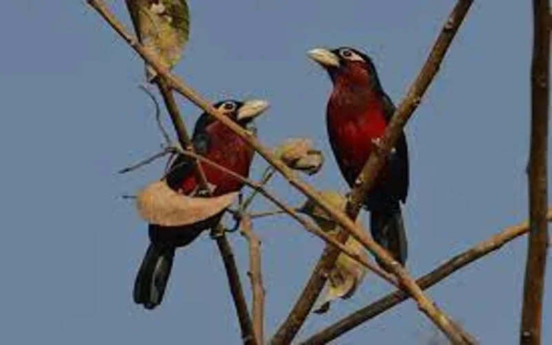 Chebera Churchura National Park Birdwatching Safari