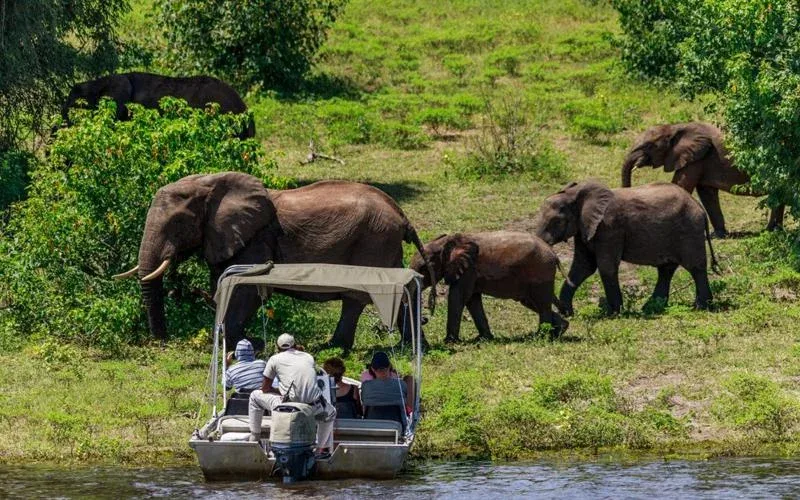 Chobe National Scenic Overlooks Safari