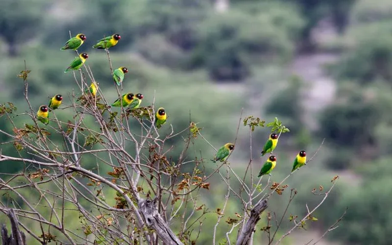 Chyulu Hills National Park Birdwatching Safari Package
