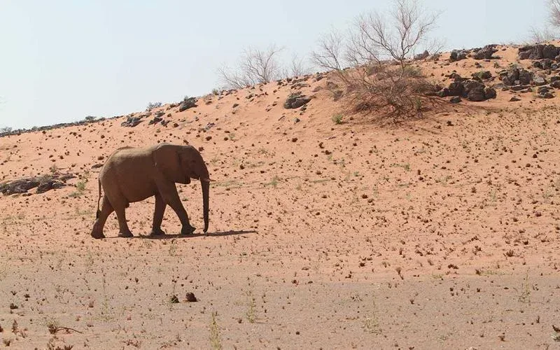 Damaraland Track Desert Adapted Elephants Safari 2