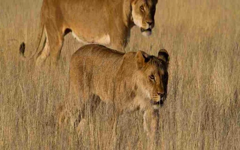 Damaraland View Desert Lions Safari 1