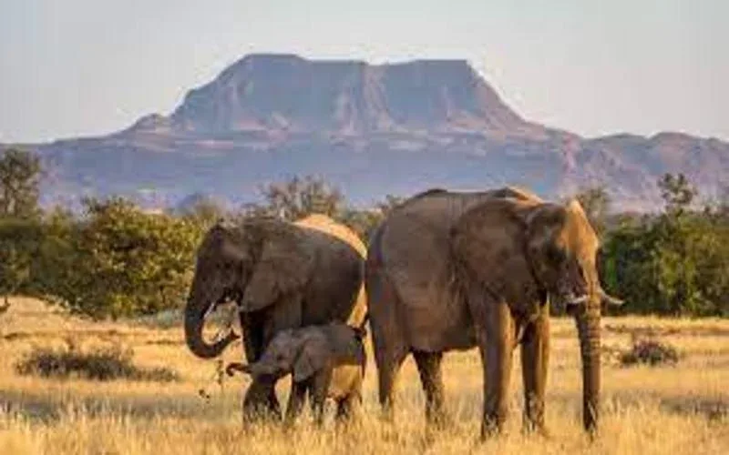 Damaraland Wildlife Safari
