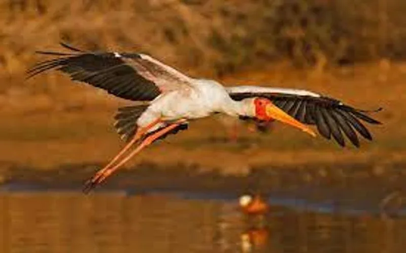 Dulini Private Game Reserve Birdwatching Safari Package 1